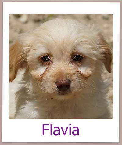 Flavia Tierschutz Zypern Hund prof