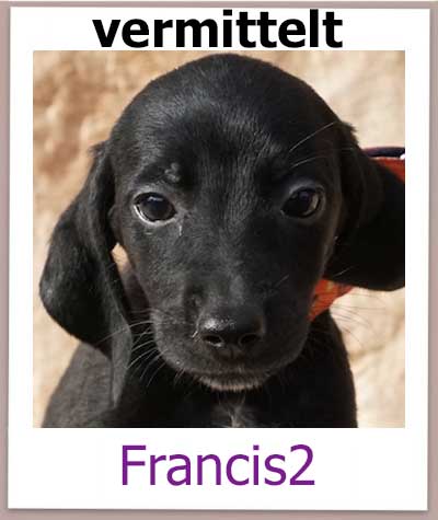 Francis2 Tierschutz Zypern Hund vermittelt