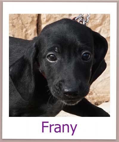 Frany Tierschutz Zypern Hund prof