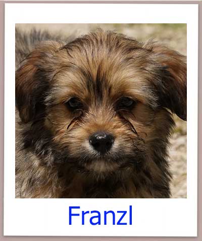 Franzl Tierschutz Zypern Hund prof