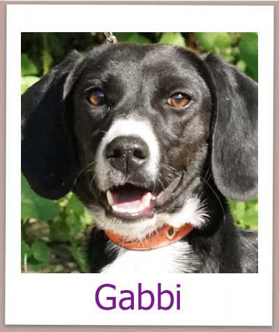Gabbi Tierschutz Zypern Hund prof