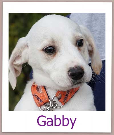 Gabby Tierschutz Zypern Hund prof 1
