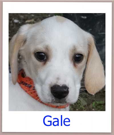 Gale Tierschutz Zypern Hund prof 1