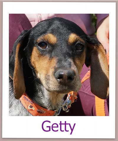 Getty Tierschutz Zypern Hund prof