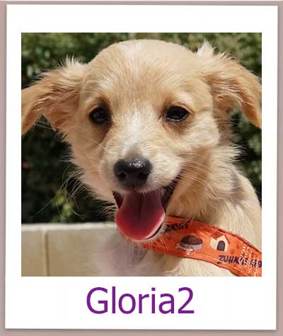 Gloria2 Tierschutz Zypern Hund prof