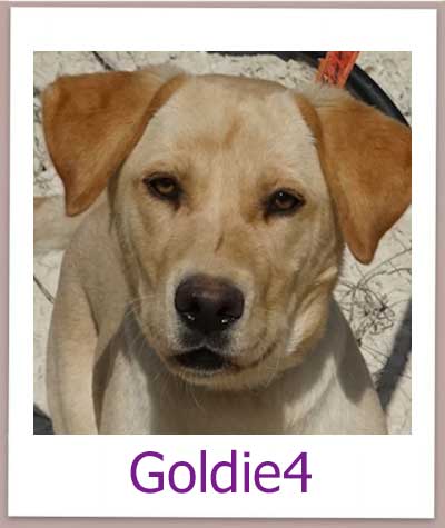 Goldie4 Tierschutz Zypern Hund prof