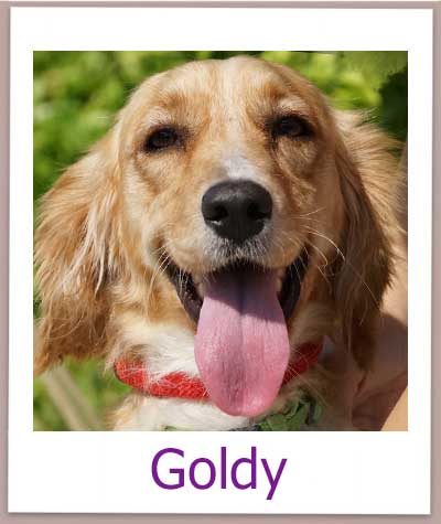 Goldy Tierschutz Zypern Hund prof