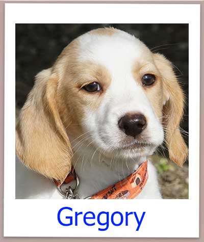 Gregory Tierschutz Zypern Hund prof 1