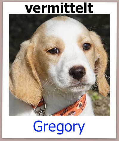 Gregory Tierschutz Zypern Hund vermittelt 1