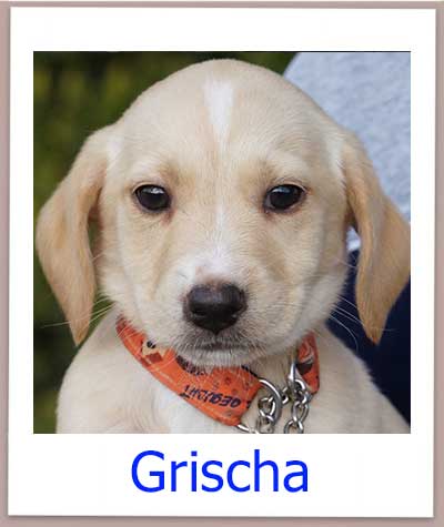 Grischa Tierschutz Zypern Hund prof 1