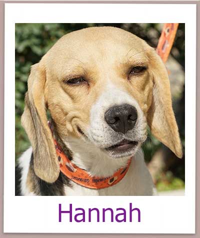 Hannah Tierschutz Zypern Hund prof