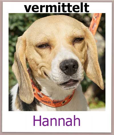 Hannah Tierschutz Zypern Hund vermittelt