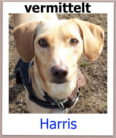 Harris Tierschutz Zypern Hund vermittelt 2