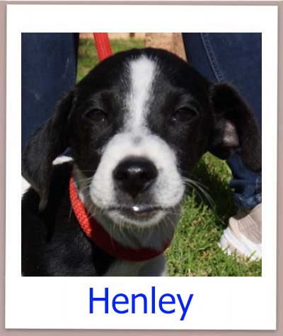 Henley Tierschutz Zypern Hund prof 1