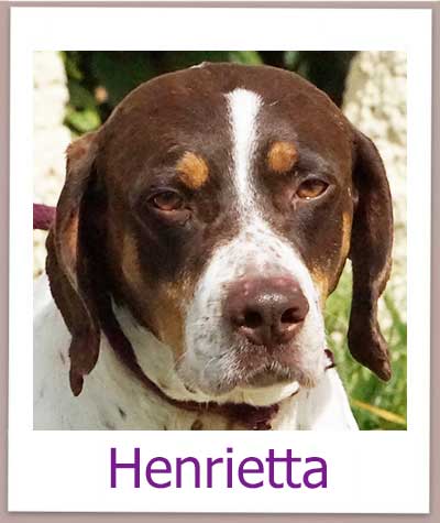 Henrietta Tierschutz Zypern Hund prof