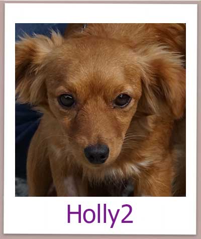 Holly2 Tierschutz Zypern Hund prof