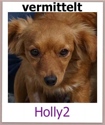 Holly2 Tierschutz Zypern Hund vermittelt