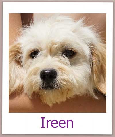 Ireen Tierschutz Zypern Hund prof
