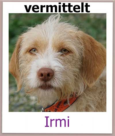 Terrier Mix aus dem Tierheim hat ein Zuhause.