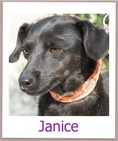 Janice Tierschutz Zypern Hund prof 1