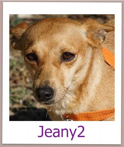 Jeany2 Tierschutz Zypern Hund prof