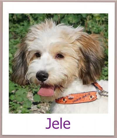 Jele Tierschutz Zypern Hund prof