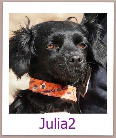 Julia2 Tierschutz Zypern Hund prof