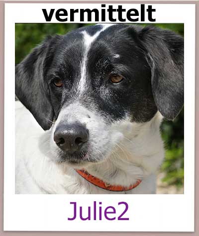 Julie2 Tierschutz Zypern Hund vermittelt