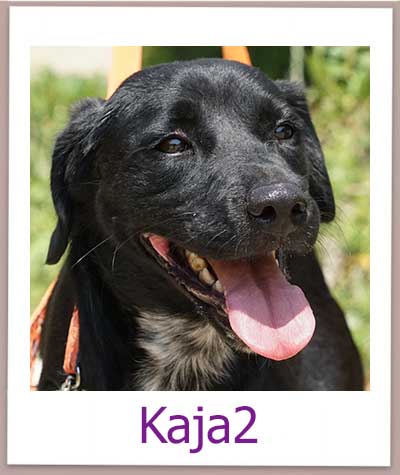 Kaja2 Tierschutz Zypern Hund prof