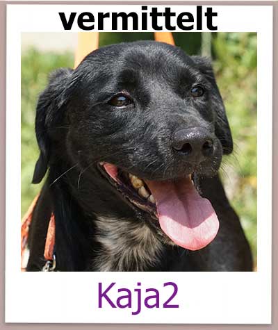 Kaja2 Tierschutz Zypern Hund vermittelt