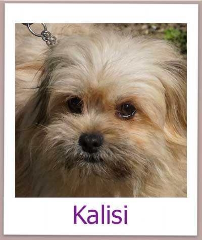 Kalisi Tierschutz Zypern Hund prof