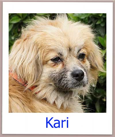 Kari Tierschutz Zypern Hund prof