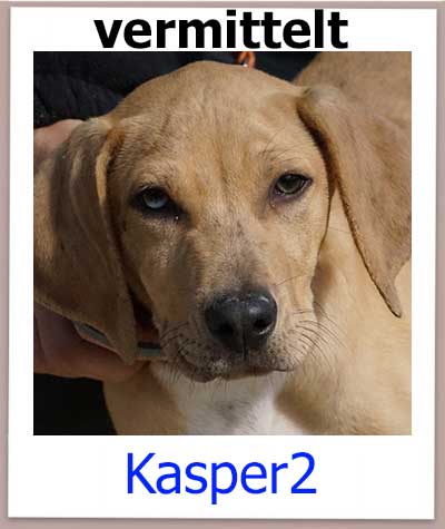 Kasper2 Tierschutz Zypern Hund vermittelt