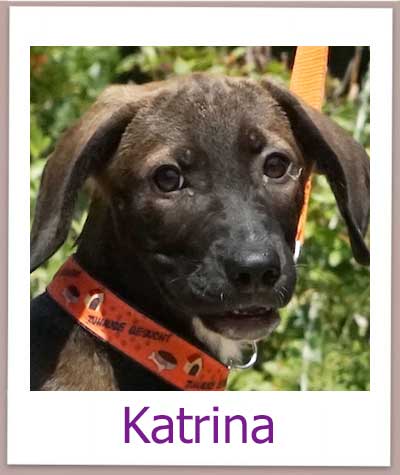 Katrina Tierschutz Zypern Hund prof