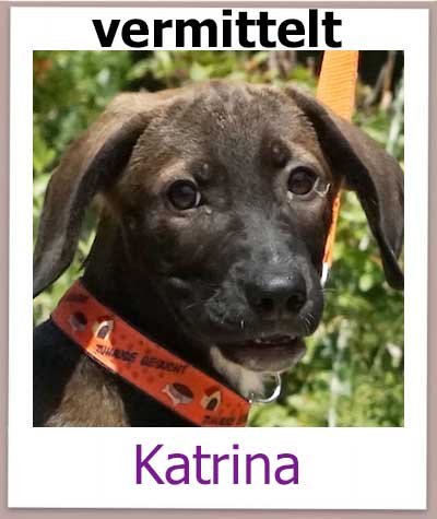 Katrina Tierschutz Zypern Hund vermittelt