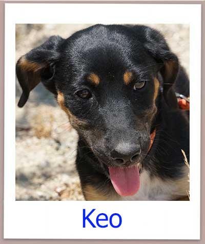 Keo Tierschutz Zypern Hund prof