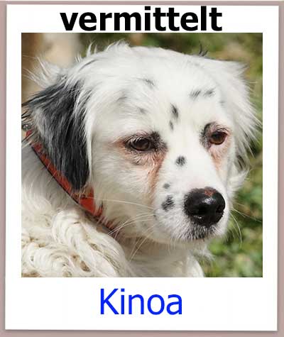 Kinoa Tierschutz Zypern Hund vermittelt