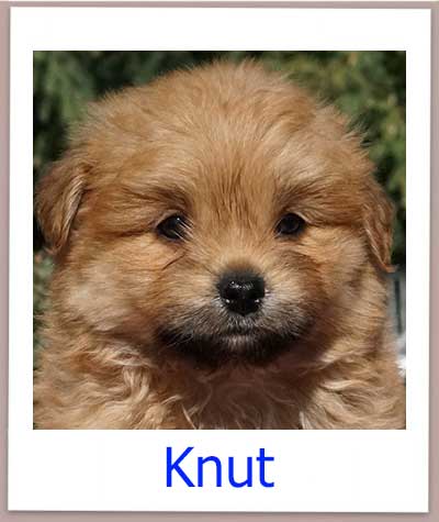 Knut Tierschutz Zypern Hund prof