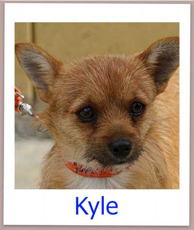 Kyle Tierschutz Zypern Hund prof