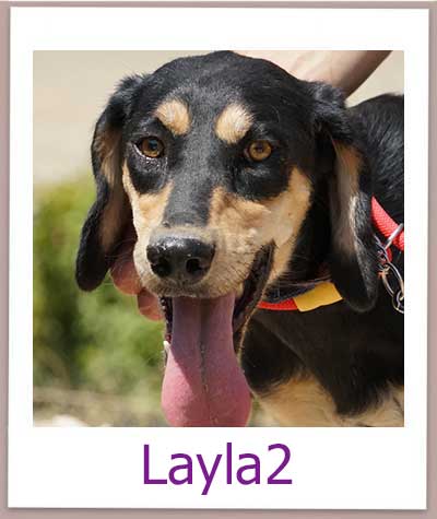 Layla2 Tierschutz Zypern Hund prof