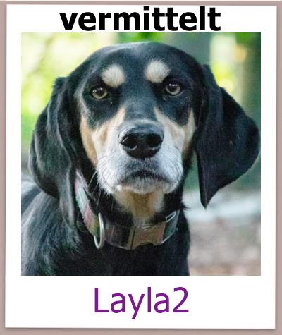 Layla2 Tierschutz Zypern Hund vermittelt 1