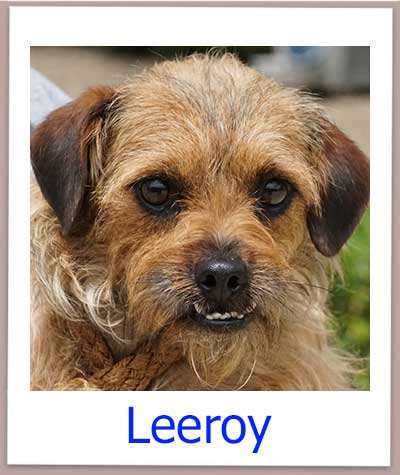 Leeroy Tierschutz Zypern Hund prof