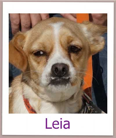 Leia Tierschutz Zypern Hund prof
