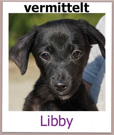 Libby Tierschutz Zypern Hund vermittelt