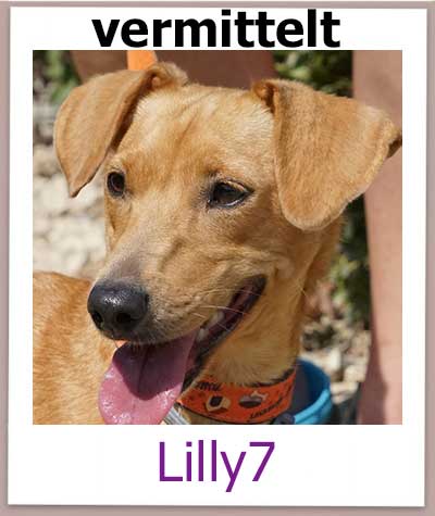 Lilly7 Tierschutz Zypern Hund vermittelt