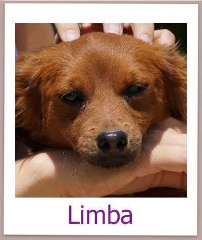 Limba Tierschutz Zypern Hund prof