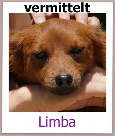 Limba Tierschutz Zypern Hund vermittelt