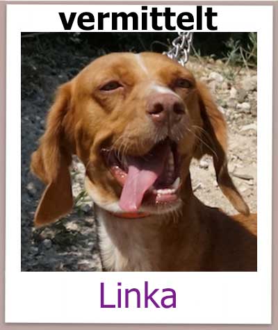 Linka Tierschutz Zypern Hund vermittelt