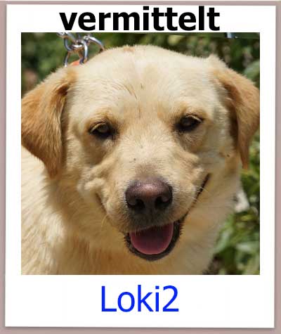 Loki2 Tierschutz Zypern Hund vermittelt