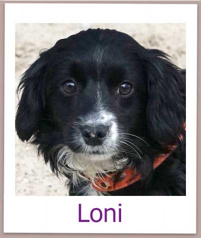 Loni Tierschutz Zypern Hund prof
